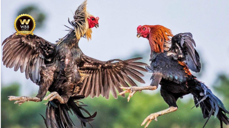 Đá Gà Trực Tiếp Online: Những Trận Đấu Hấp Dẫn Mượt Mà Nhất