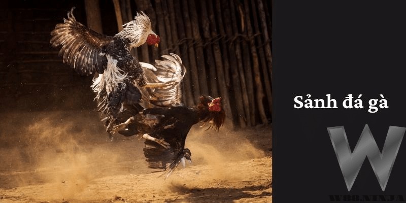 hình ảnh đá gà tại W88